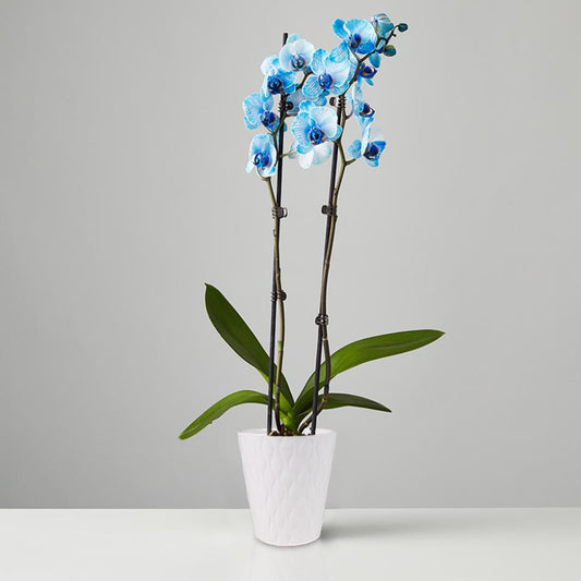 Blue Orchids