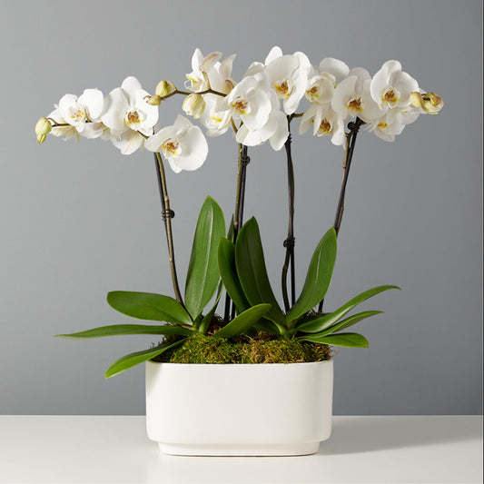 Orchid Elegance